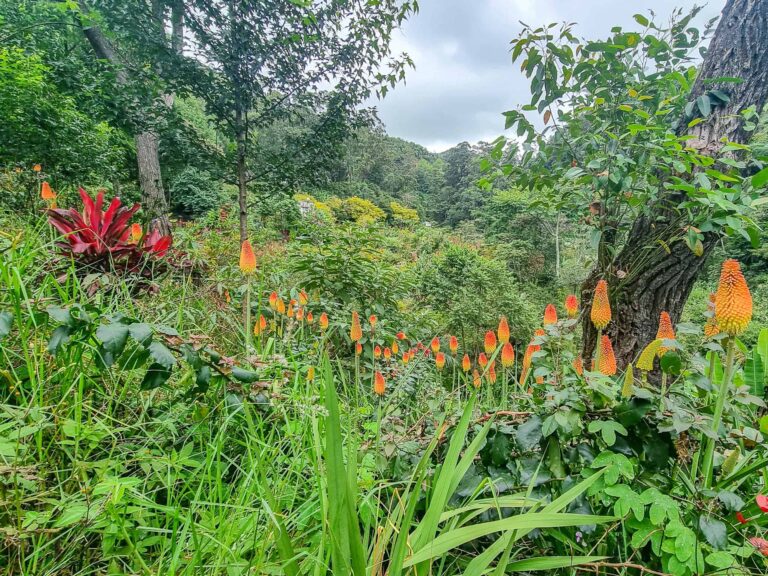 Das Bild zeigt eine grüne, hügelige Landschaft mit vielen Bäumen und Sträuchern. Im Vordergrund wachsen zahlreiche orange-rote Blüten auf langen Stielen. Der Himmel ist bewölkt. Die Szene wirkt ruhig und naturnah.